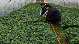 木瓜种植季——凯发K8国际源头守护品质，铸就酶好未来